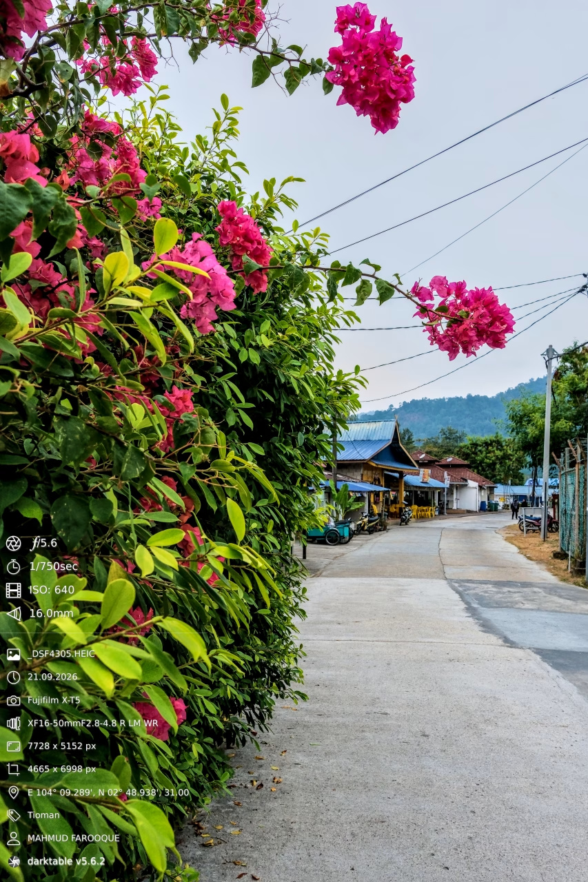 Bougainvillea on the Lane to Papaya Resort, Tekek, Tioman Island