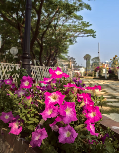 Morning Petunias, RHD Lake View Garden
