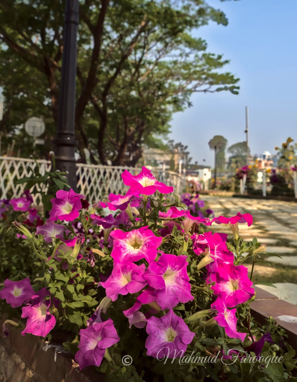 Morning Petunias, RHD Lake View Garden