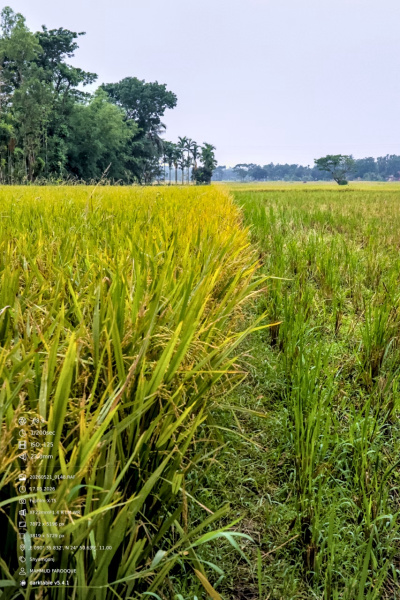 The Long Walk Through the Paddies of Purbadhala