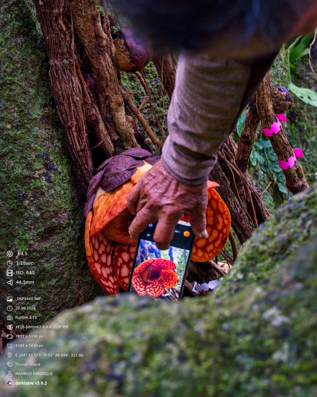 Rafflesia in Tioman: A Family Walk into the Rainforest