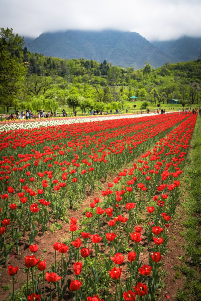 Red Tulips Below the Zabarwan, Srinagar