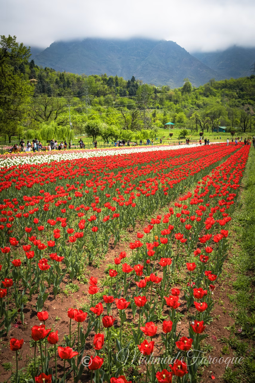 Red Tulips Below the Zabarwan, Srinagar