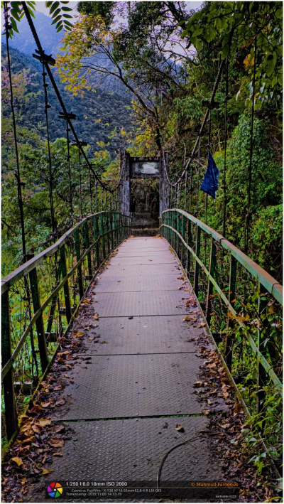 Into the Mist: Suspension Bridge on Goechala Trek, Sikkim