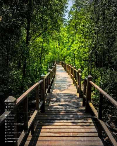 Through the Mangroves at Tanjung Piai